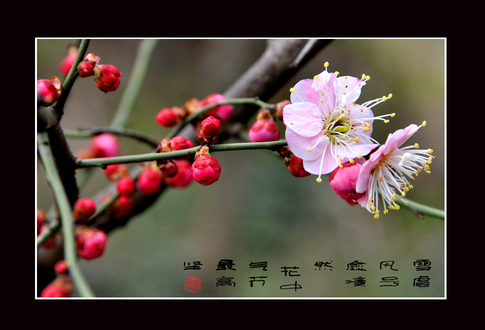 梅花12.jpg