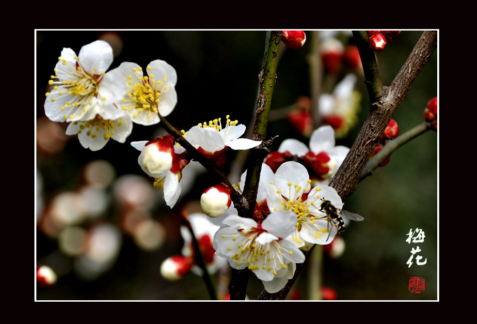 梅花13.jpg