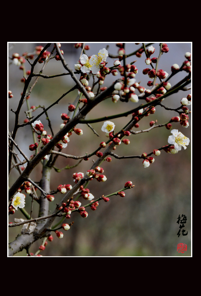 梅花14.jpg