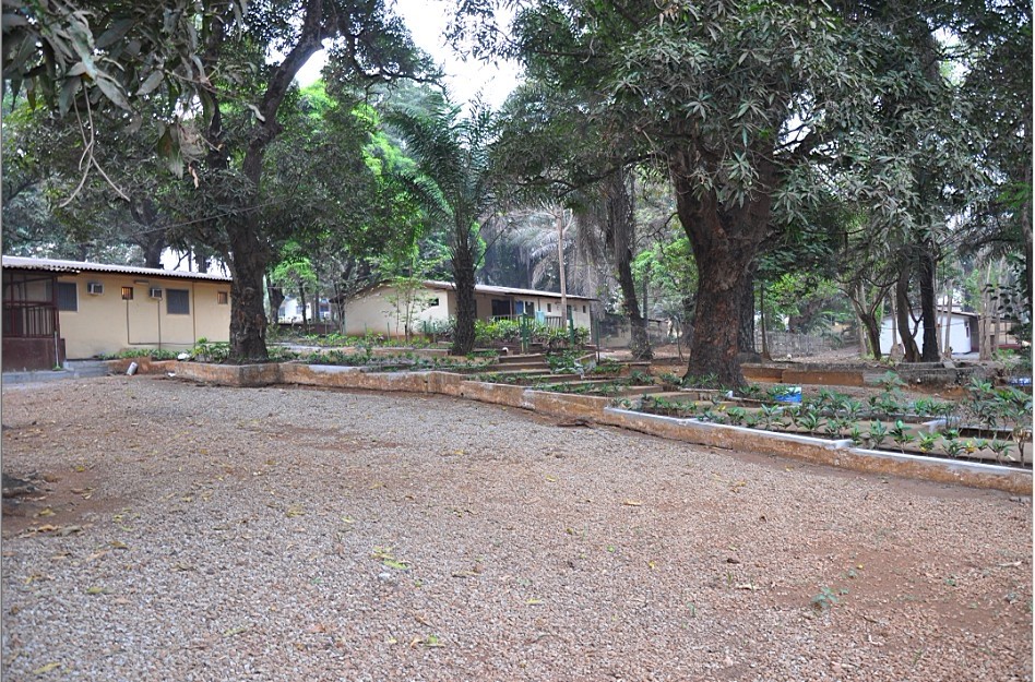 我们住的地方，大树为芒果树