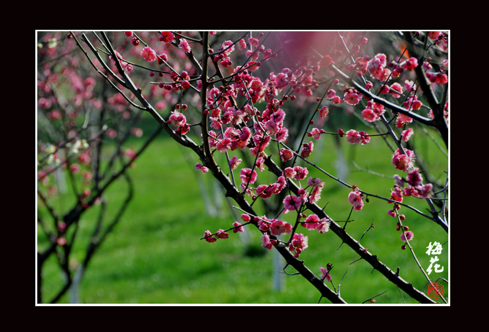 梅花1.jpg