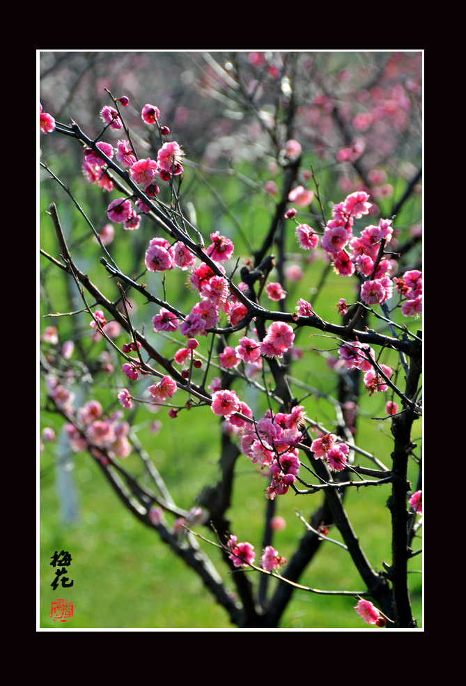 梅花3.jpg