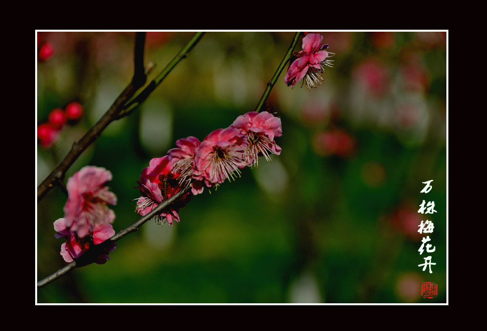 梅花5jpg.jpg