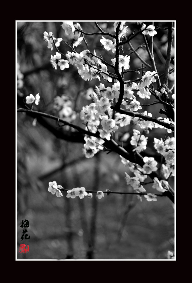梅花9.jpg