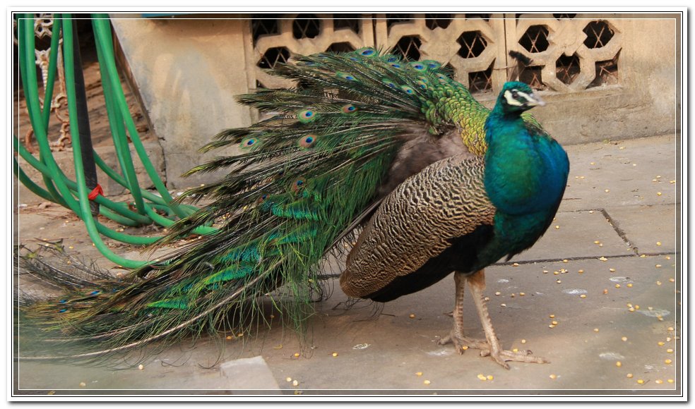 孔雀.jpg