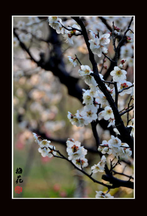 梅花0011.jpg