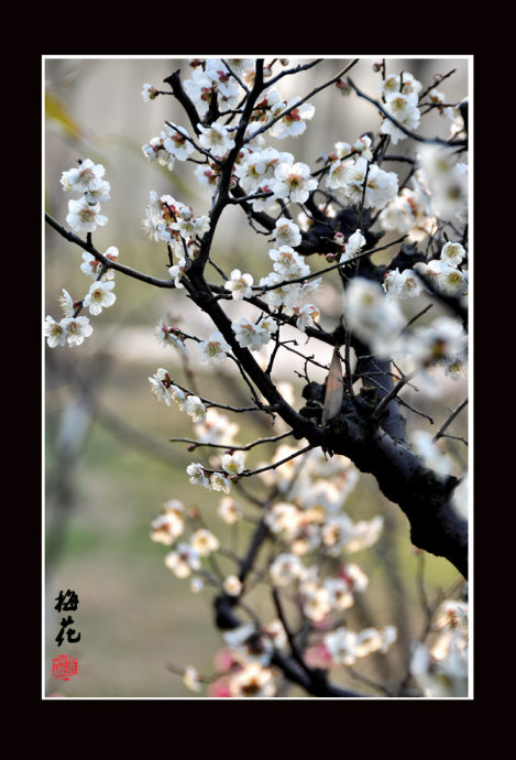 梅花0010.jpg
