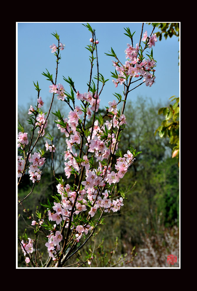 桃花2.jpg