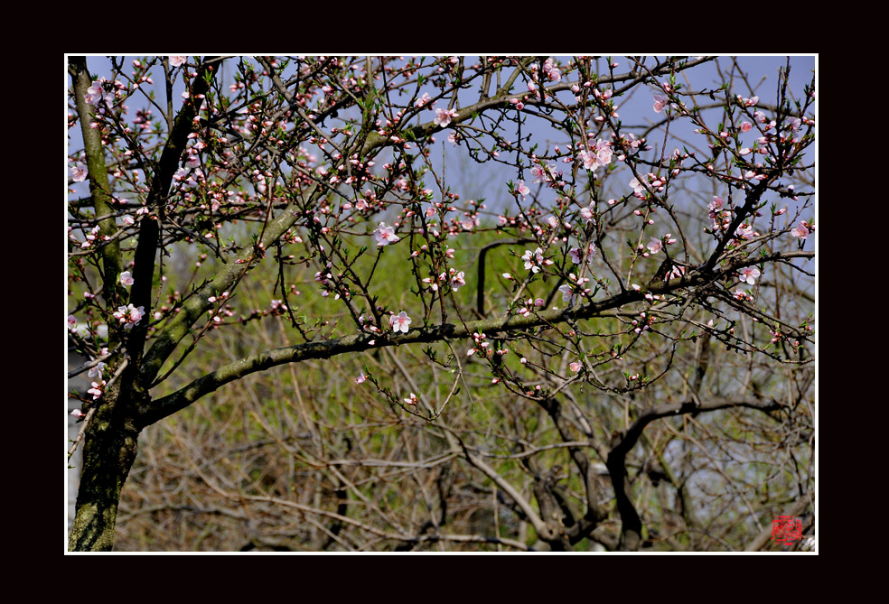 桃花6.jpg