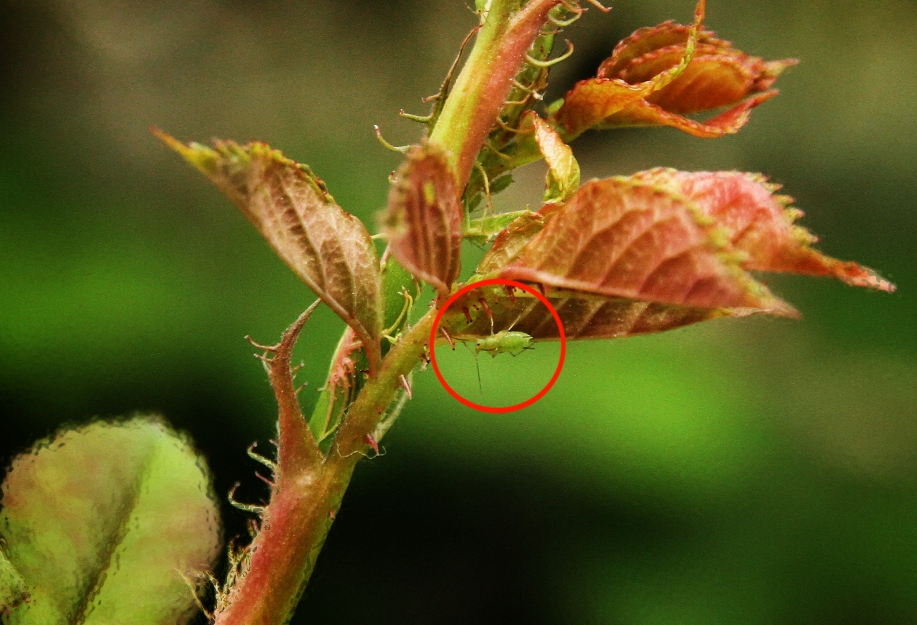 蚜虫2x.jpg