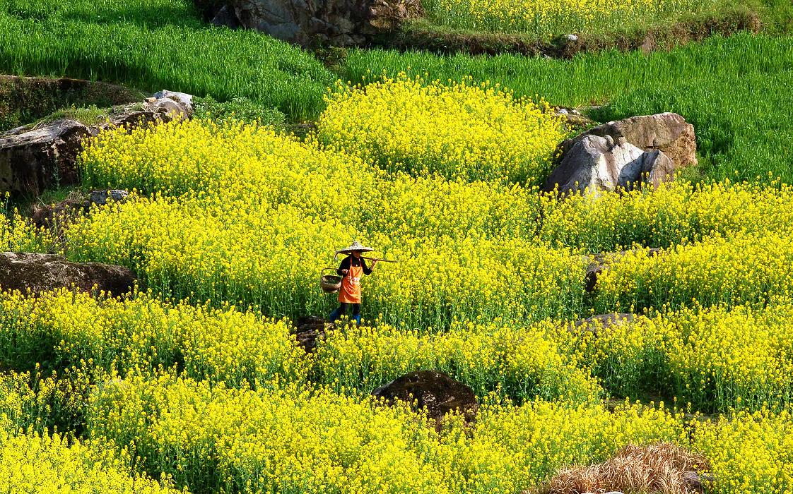 菜花姑娘.jpg