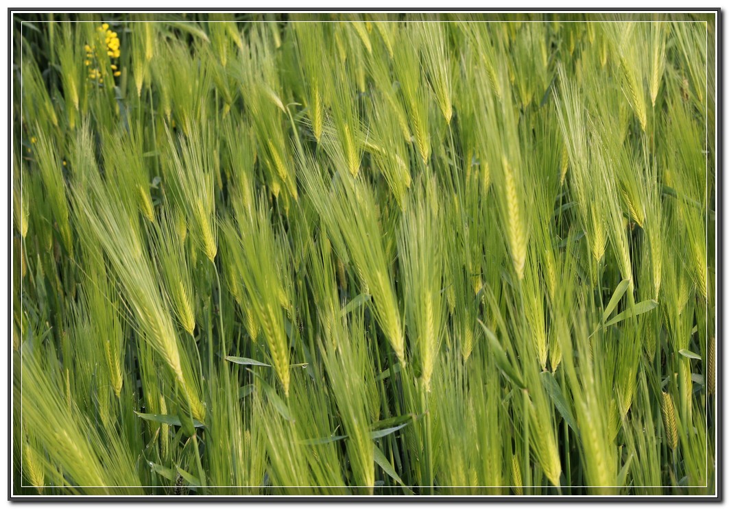 麦苗青青.jpg