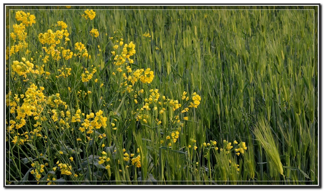 麦苗青青油菜黄.jpg