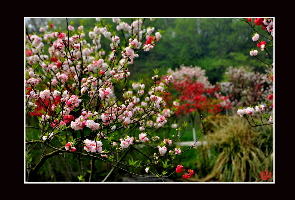 桃红柳绿6.jpg
