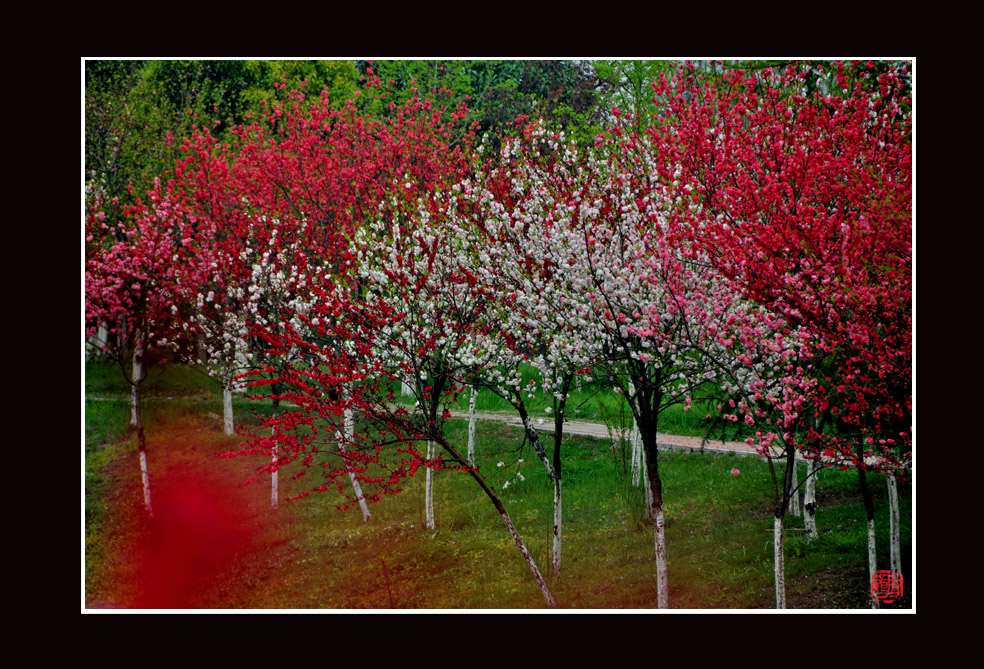 桃红柳绿10.jpg