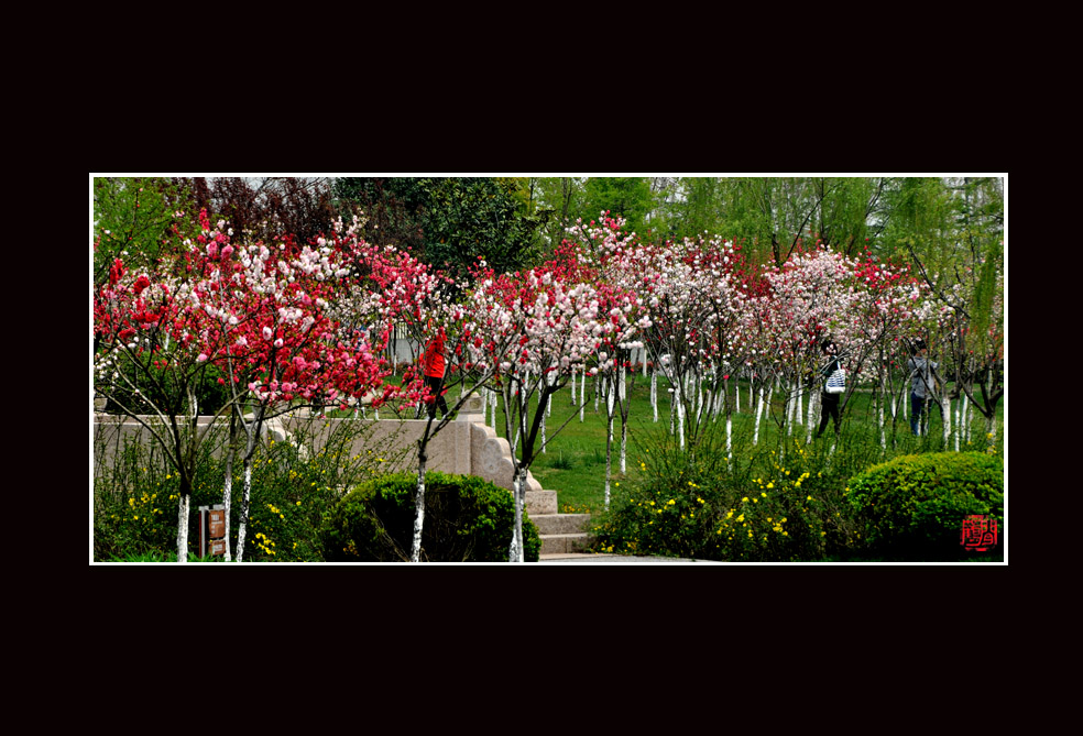 桃红柳绿12.jpg