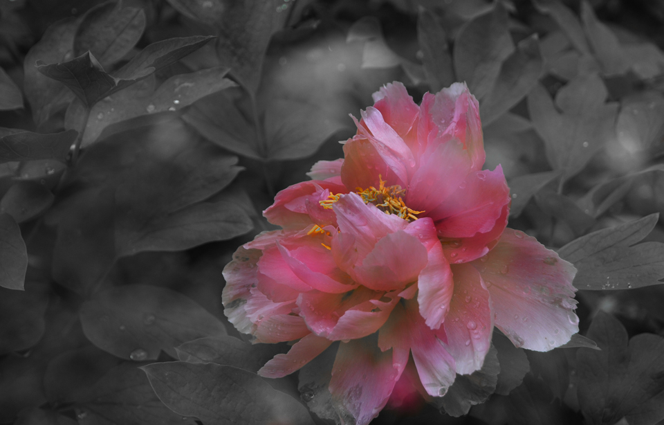 博物苑牡丹 (2).jpg