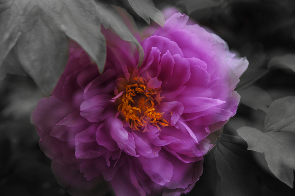 博物苑牡丹 (3).jpg