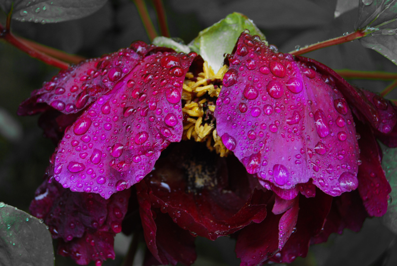 博物苑牡丹 (4).jpg