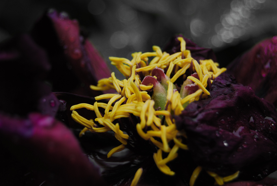 博物苑牡丹 (5).JPG