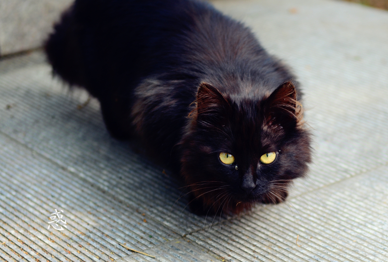 黑猫.jpg
