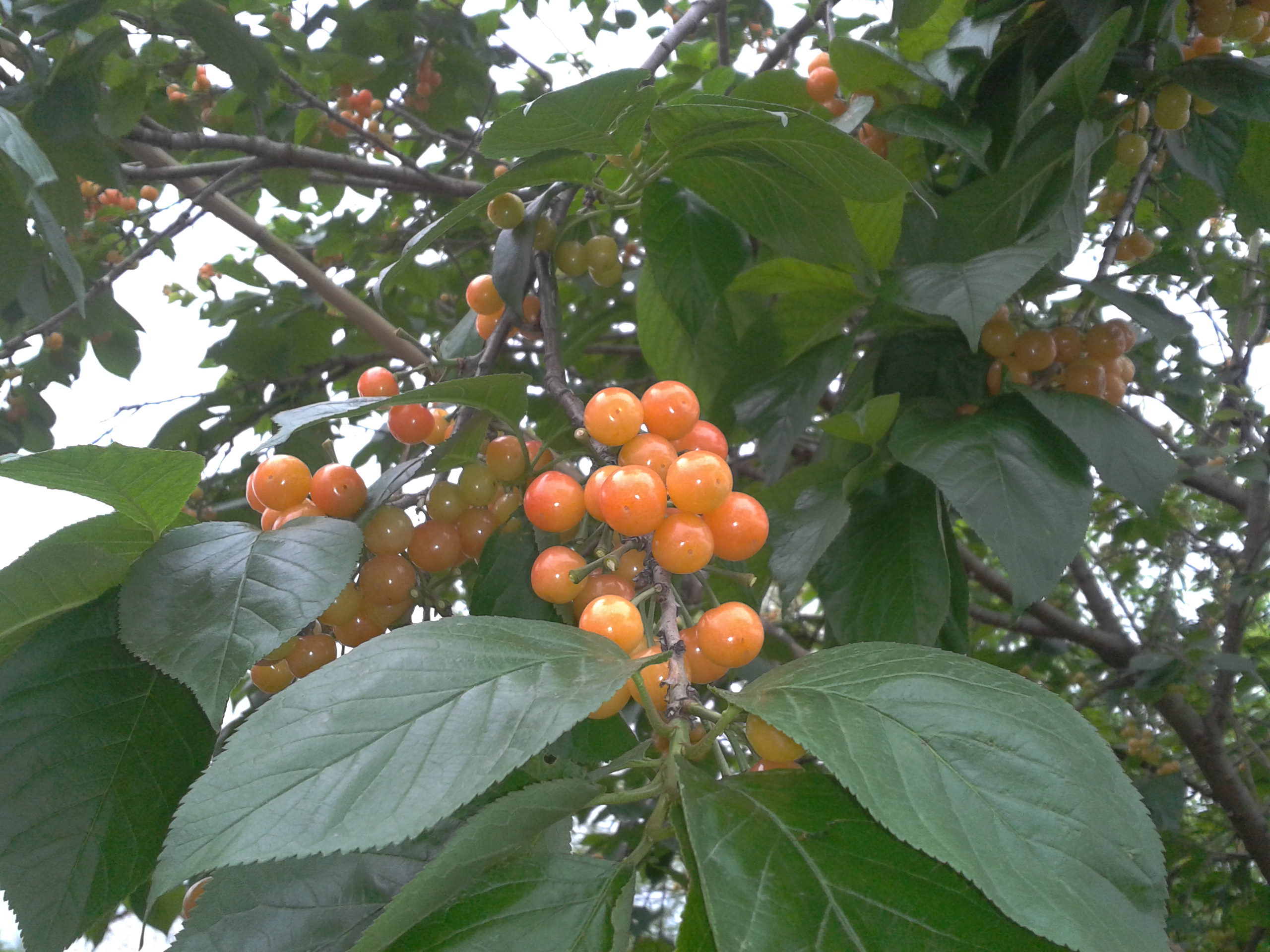 2012-05-08 06.55.54.jpg