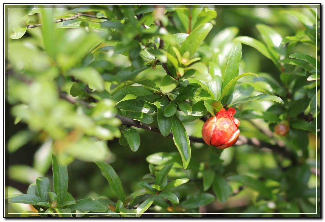 石榴花开了4.jpg
