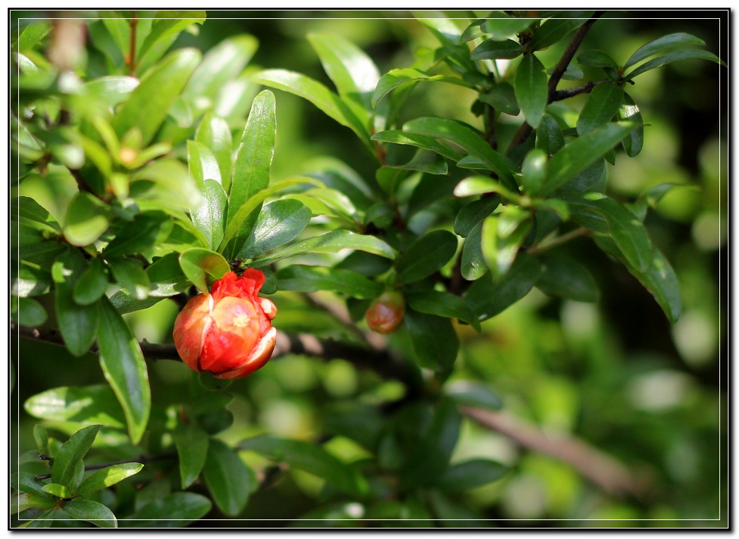 石榴花开了5.jpg