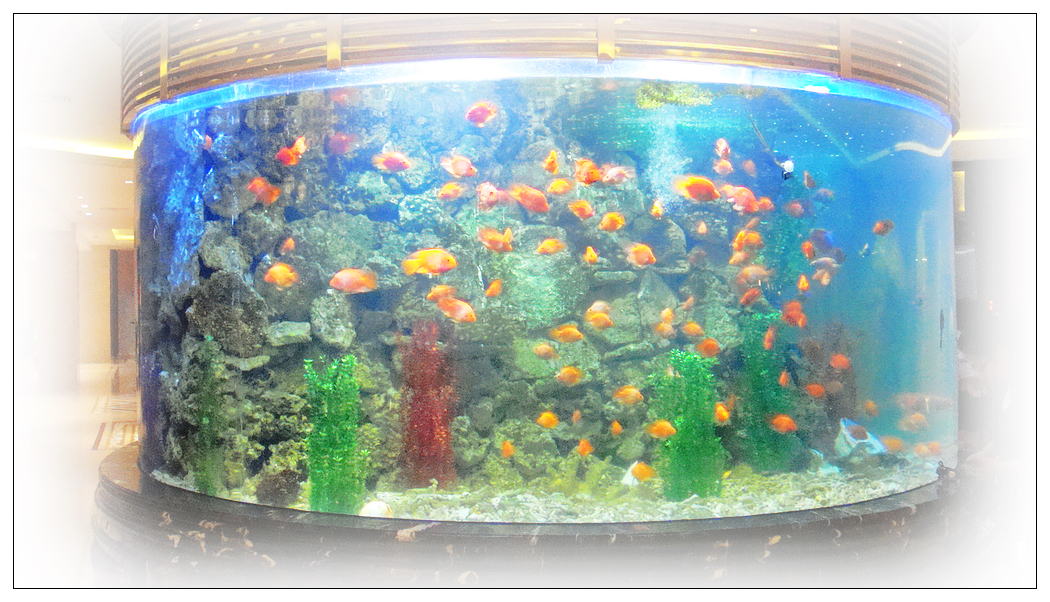 朦朦胧胧的水族柱