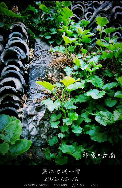 印象云南 (3)_副本.jpg