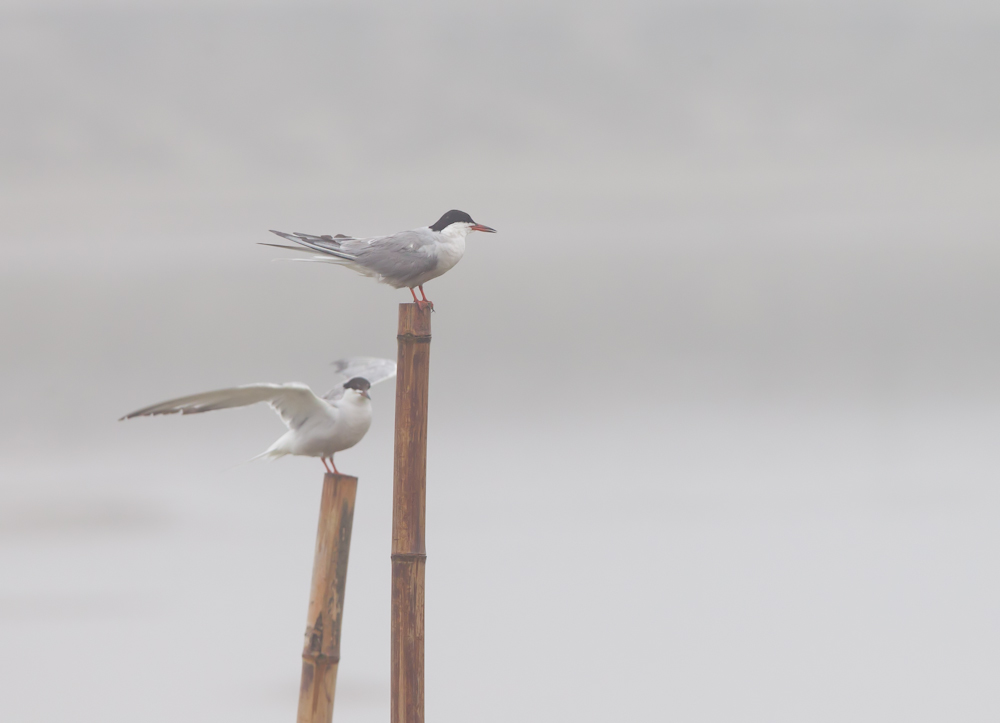 雾中普通燕鸥.jpg