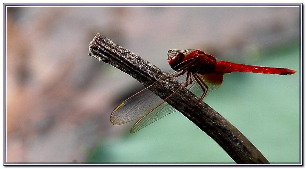 红蜻蜓节拍图片