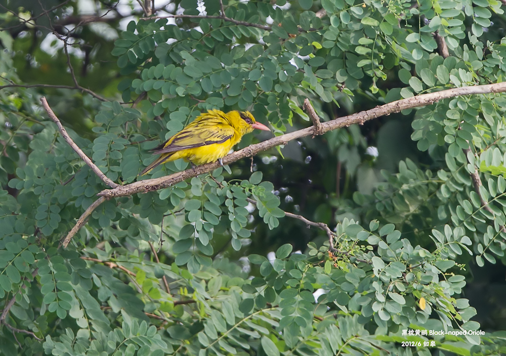 黑枕黄鹂.jpg