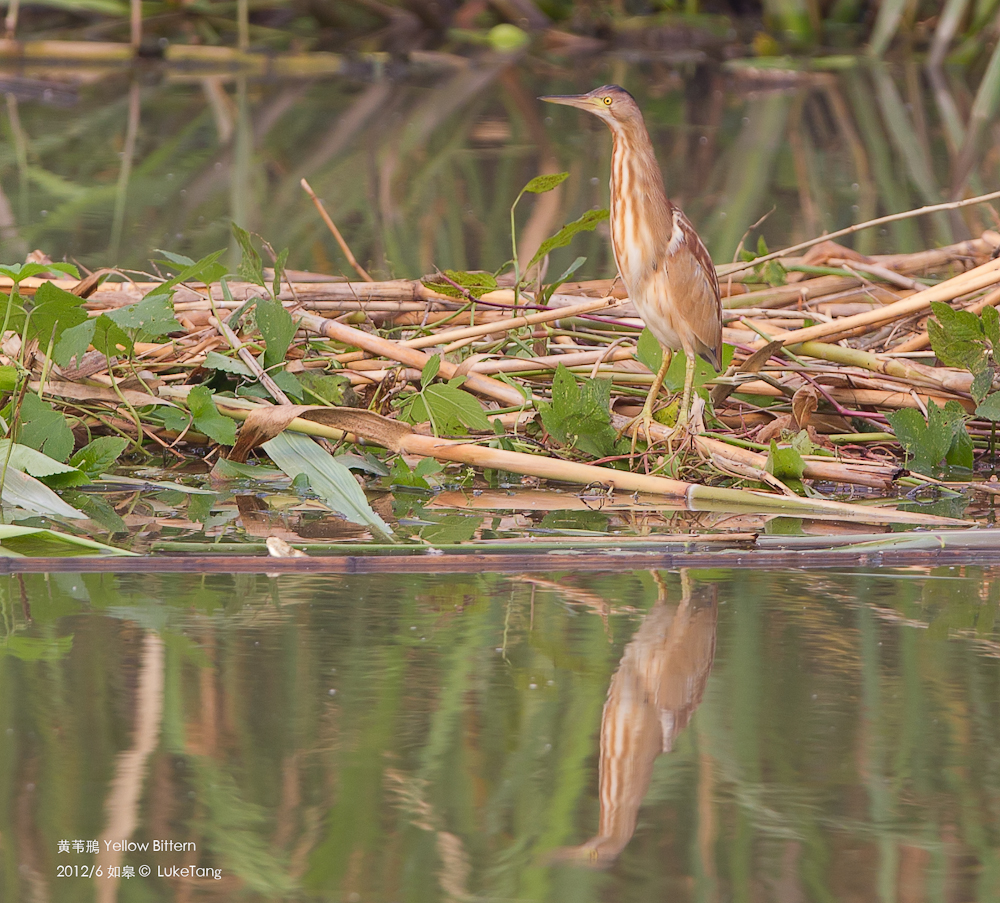 黄苇鳽 Yellow Bittern.jpg