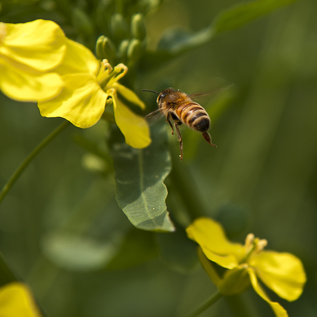 蜂.jpg