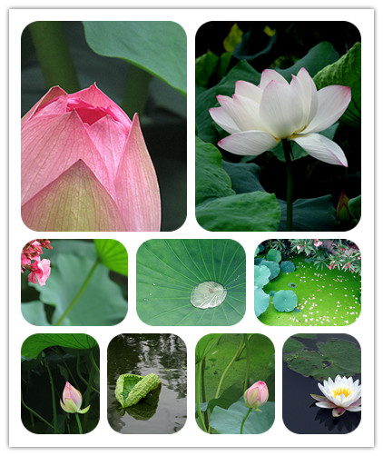 荷花3_副本.jpg