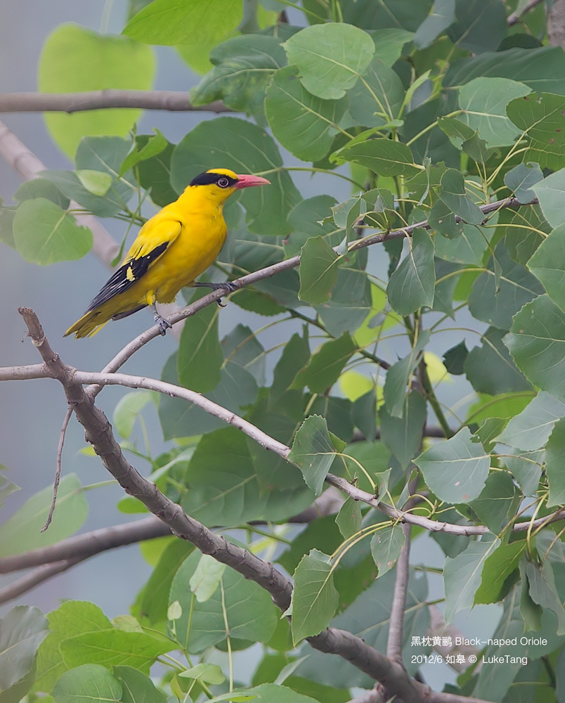 黑枕黄鹂.jpg