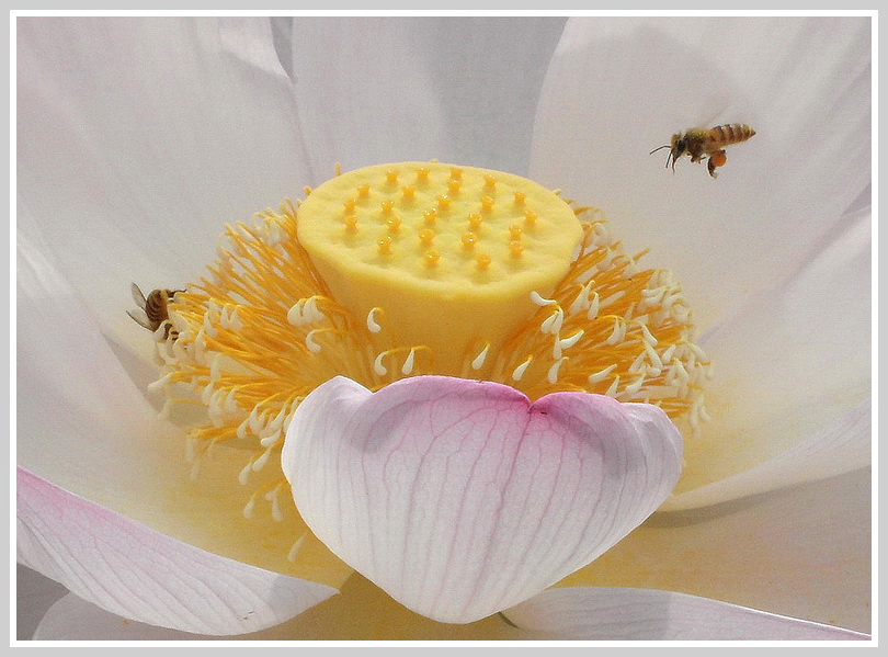 SAM_0733荷蕊蜂.jpg