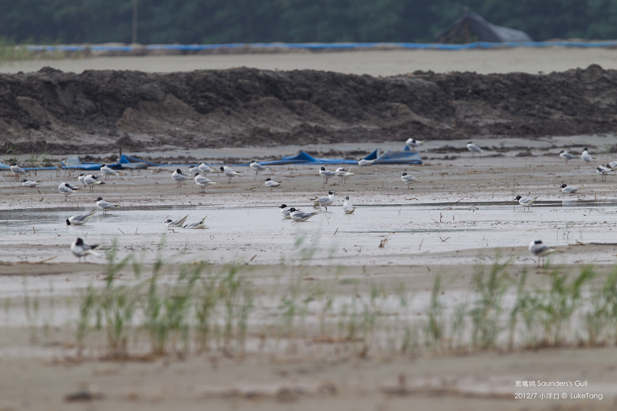 黑嘴鸥 Saunders\'s Gull.jpg