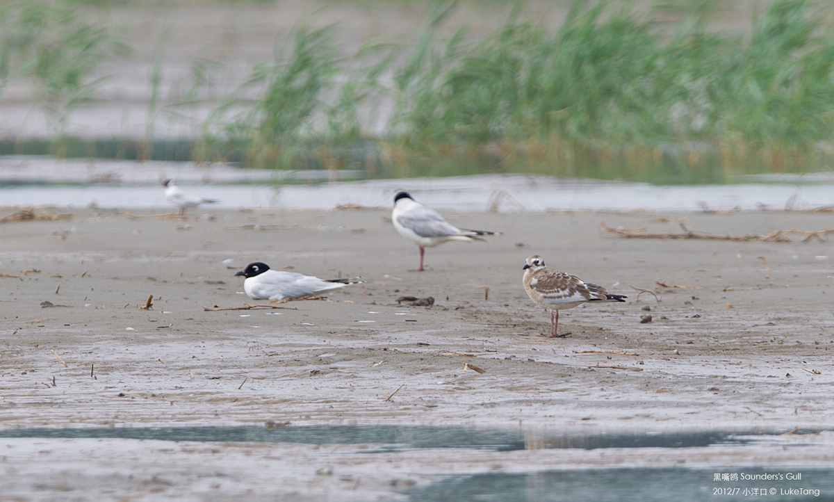 黑嘴鸥 Saunders\'s Gull-1.jpg