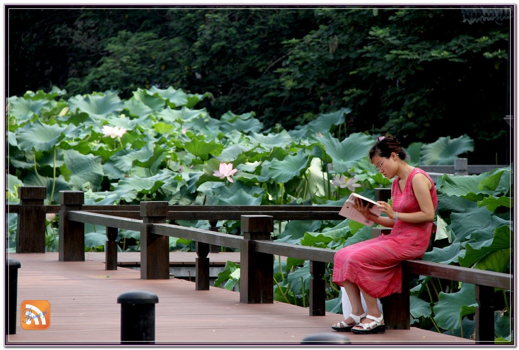 荷花池畔.jpg