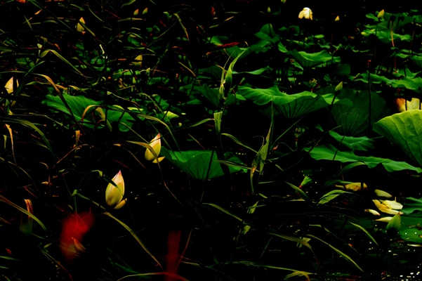 苇丛荷香 023.jpg