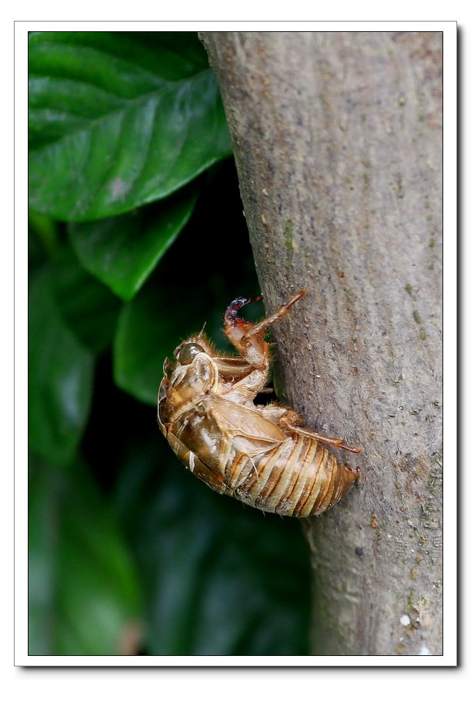 蝉 (3).jpg