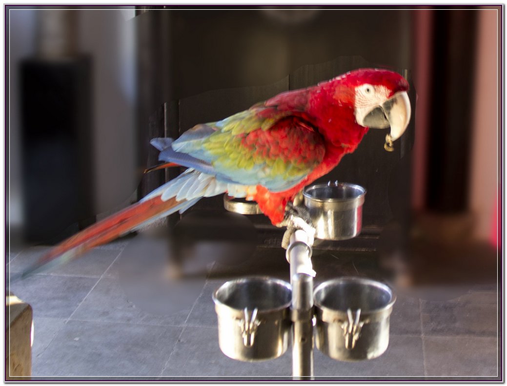 鹦鹉.jpg
