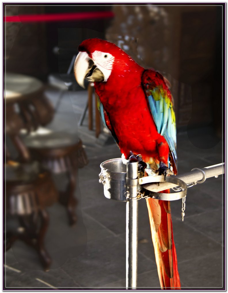 鹦鹉aa.jpg