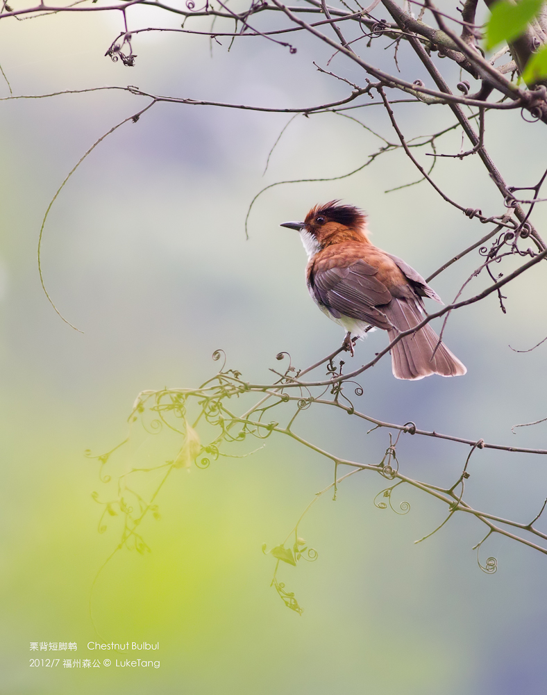 栗背短脚鹎 Chestnut Bulbul.jpg
