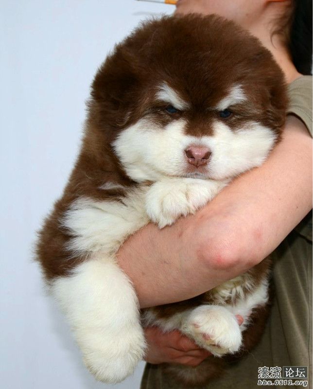 家有巨型阿拉斯加 红色阿拉斯加雪橇犬 毛量足品相好