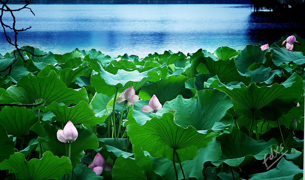 荷塘莲影x2.jpg