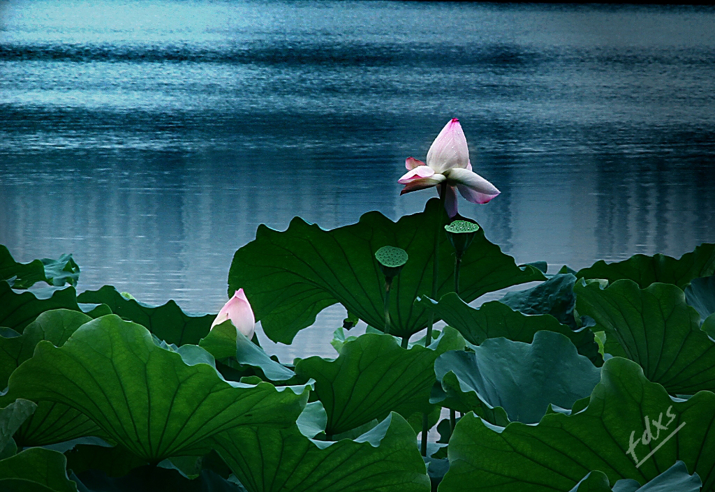 荷塘莲影x3.jpg