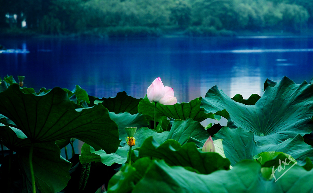 荷塘莲影x5.jpg